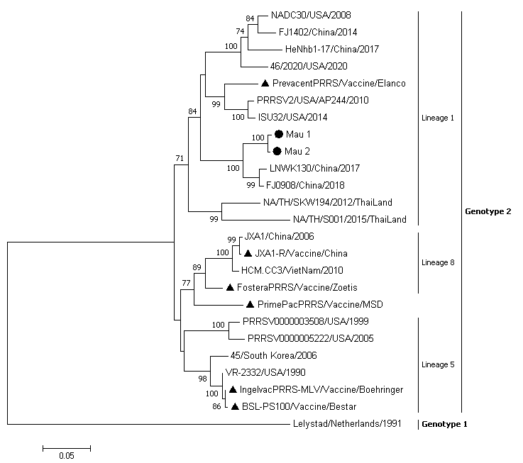 Cây di truyền dựa trên trình tự nucleotide của gene ORF5 của các chủng virus PRRS